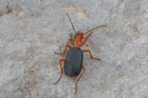 Brachinus crepitans